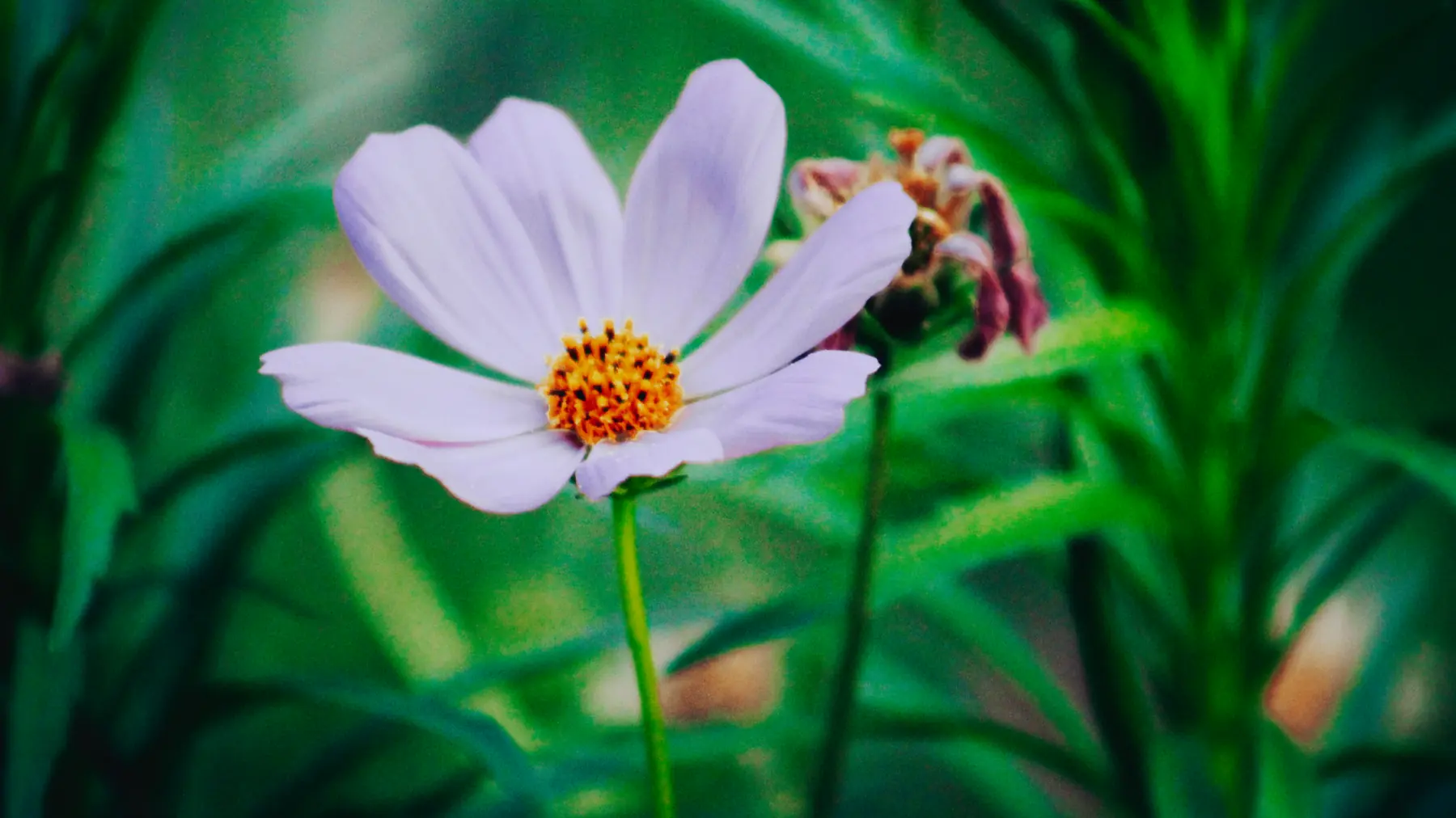 Fleur blanche au cœur orange sur un fond végétal vert