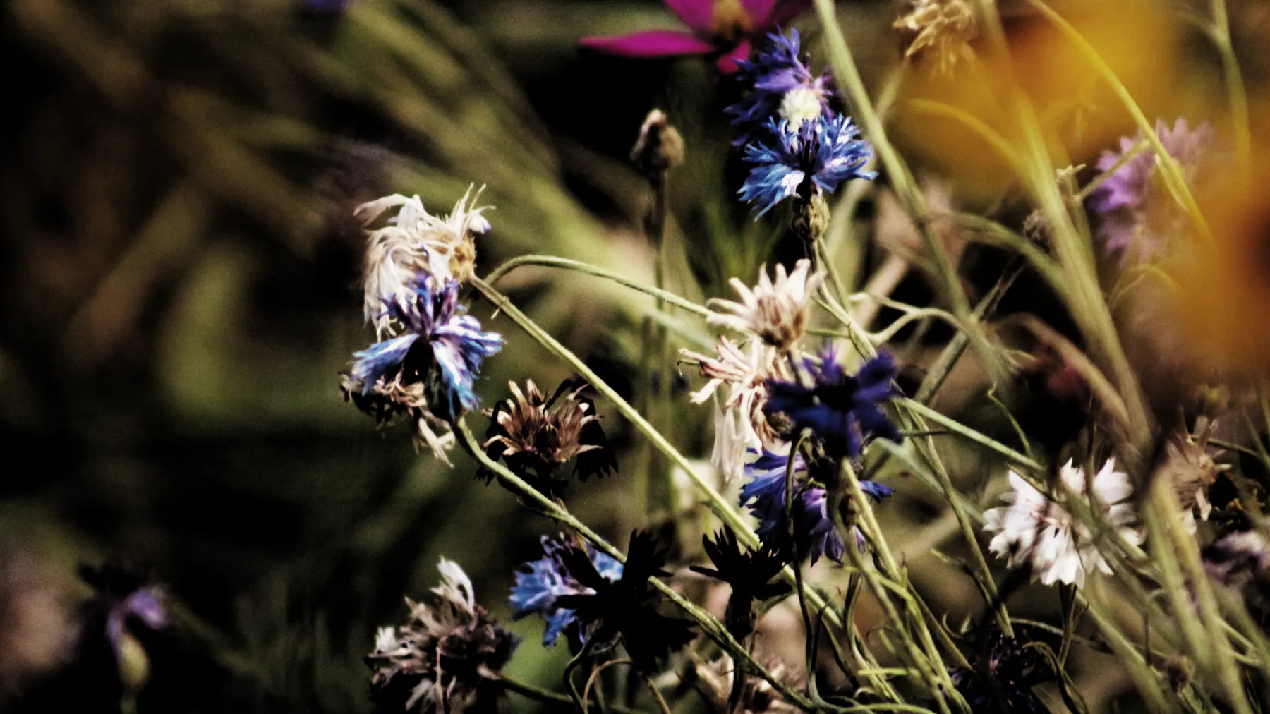Fleurs bleues et blanches dans une ambiance sombre et colorée